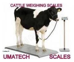 Cow Animal Weighing Scales in Uganda