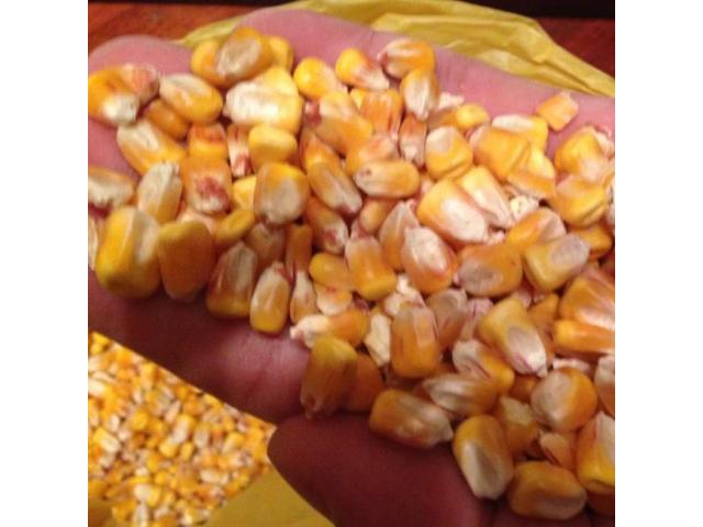 Order Non GMO Yellow maize online