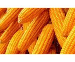 South African Non GMO Yellow maize suppliers