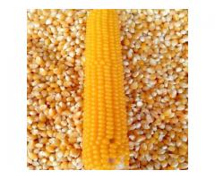 Where to order Non GMO Yellow maize