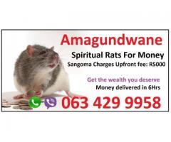 Do you believe in money spells and spiritual rats