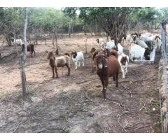 South African Boer goats suppliers