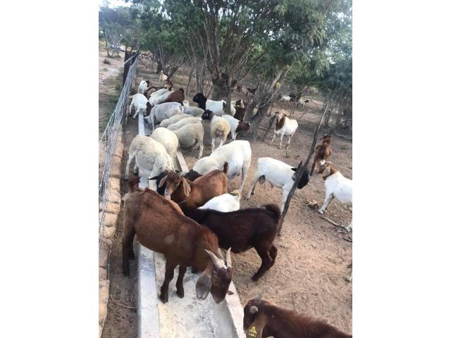 Buy Boer and Kalahari goats online