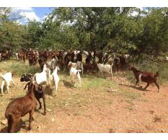 Order Boer and Kalahari goats online