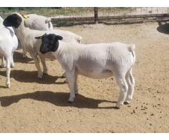 Order dorper and Merino lambs online