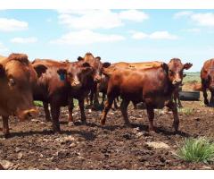 South African Bulls and Heifers suppliers