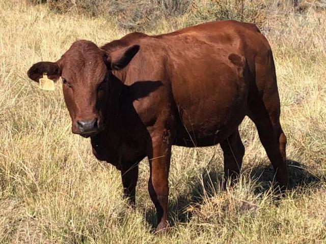 Buy Bulls and heifers online