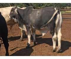 Where to order Bulls and heifers