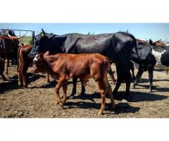 Buy cattle and calves online