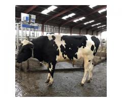 Buy Beef and Dairy cattle online