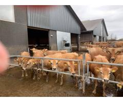 Order Beef and Dairy cattle online