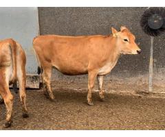 Where to order Beef and Dairy cattle