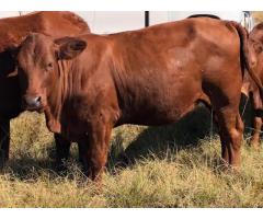 Beef and Dairy cattle for sale