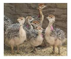 Order Ostrich chicks and eggs online