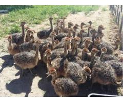 Ostrich chicks and eggs for sale