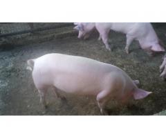gilt pigs for sale