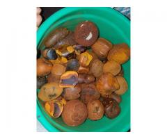 OX GALLSTONE for sale
