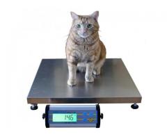 Pet platform wegihng scales