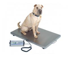 Large platform electronic dog pet scale,animal