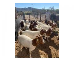 Boer Goats Available
