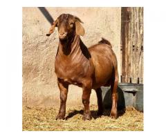 Boer And Kalahari Red Goats For Sale