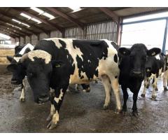Beef And Dairy Cattle For Sale