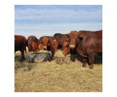 Bonsmara, Brahman And Nguni Cattle For Sale