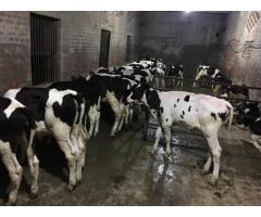 Holstein Friesian And Jersey Cows For Sale