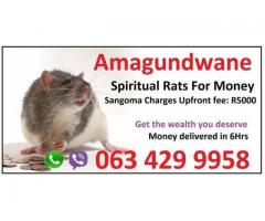Money Spells with spiritual rats