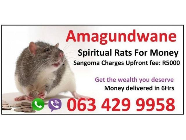 Spiritual rats for Money Spells in Durban