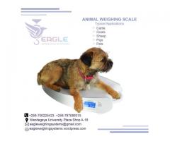 Pet platform weighing scales in Kampala Uganda