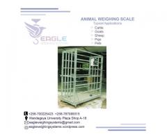 Do you need a cattle weigh scale in Uganda ?