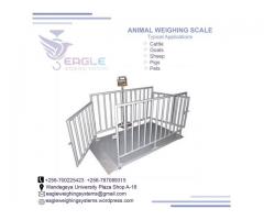 Whole seller of cattle weigh scales