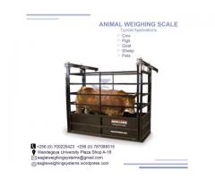 Animal industrial weigh scales in Uganda