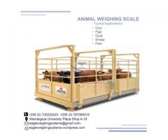 Animal weigh digital platform scales Uganda