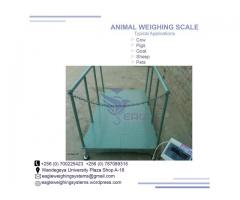 Livestock animal Weighing floor scales