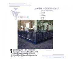 Platform floor animal weighing scale