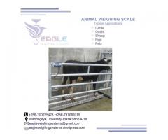 Industrial platform cattle scale in Kampala