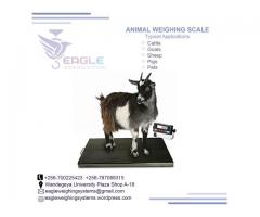 Animal Platform weighing scale in Uganda