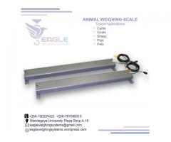 Portable Cattle Platform Weight Scales in Uganda