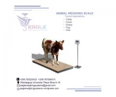 Weighing 5000kg weighing scales in Uganda