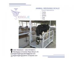 Heavy Duty Animal weighing scales in Uganda