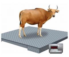 Digital platform animal weighing scales in Kampala