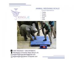5t animal digital platform weighing scales