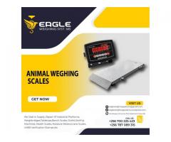 animal weighing scales in Uganda