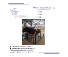 industrial cattle weigh scale 1ton in Uganda