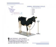 weighing cattle bench scale in Kampala