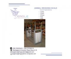 Animal weighing scales in Uganda