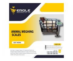 Animal weighing  scales in Uganda