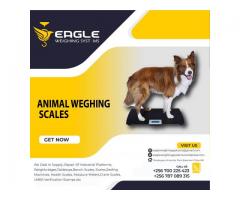 Factory platform animal weighing scales Uganda
